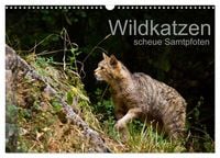 Produktbild: Wildkatzen - scheue Samtpfoten (Wandkalender 2027 DIN A3 quer), CALVENDO Monatskalender