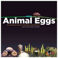 Produktbild: Animal Eggs