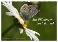 Produktbild: Mit Bl&auml;ulingen durch das Jahr (Wandkalender 2026 DIN A2 quer), CALVENDO Monatskalender