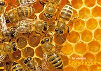 WAS IST WAS Erstes Lesen Band 5. Bienen