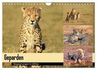 Produktbild: Geparden - Begegnungen in Afrika (Wandkalender 2027 DIN A4 quer), CALVENDO Monatskalender