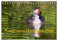 Produktbild: Faszination Haubentaucher (Tischkalender 2026 DIN A5 quer), CALVENDO Monatskalender