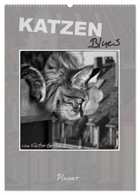Produktbild: Katzen Blues / Planer (Wandkalender 2026 DIN A2 hoch), CALVENDO Monatskalender