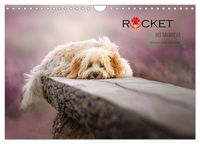 Produktbild: Rocket der Havaneser (Wandkalender 2027 DIN A4 quer), CALVENDO Monatskalender