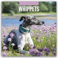 Produktbild: Whippets &ndash; Whippet 2027 &ndash; 16-Monatskalender