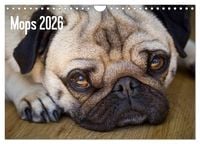 Produktbild: Mops 2026 (Wandkalender 2026 DIN A4 quer), CALVENDO Monatskalender