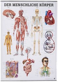Bild vom Artikel Der menschliche Körper vom Autor 