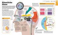 #dkinfografik. Das menschliche Gehirn und wie es funktioniert