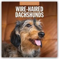 Produktbild: Wire-Haired Dachshunds &ndash; Rauhaardackel 2027 &ndash; 16-Monatskalender