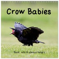 Produktbild: Crow Babies - Black, cute & always hungry (Wall Calendar 2027 12 &times; 12 Inch) CALVENDO 12 Month Wall Calendar