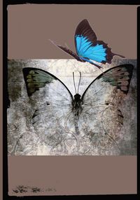Produktbild: Beautiful Butterfly