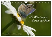 Produktbild: Mit Bl&auml;ulingen durch das Jahr (Wandkalender 2026 DIN A4 quer), CALVENDO Monatskalender