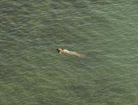 Produktbild: Richard Misrach: The Mysterious Opacity of Other Beings (Signed Edition)
