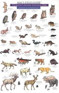 Produktbild: Mac's Field Guides: Mount Rainier National Park Mammals & Birds