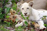 Die weißen Löwen von Tinmbavati