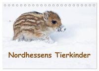 Produktbild: Nordhessens Tierkinder (Tischkalender 2026 DIN A5 quer), CALVENDO Monatskalender