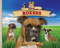 Produktbild: Bold Boxers