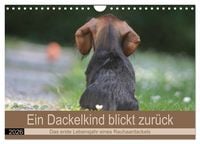 Produktbild: Ein Dackelkind blickt zur&uuml;ck (Wandkalender 2026 DIN A4 quer), CALVENDO Monatskalender