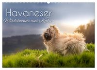 Produktbild: Havaneser - Wirbelwinde aus Kuba (Wandkalender 2026 DIN A2 quer), CALVENDO Monatskalender