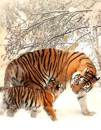 Produktbild: Fantasy Notizbuch: Tiger im Schnee - wei&szlig;e Seiten mit Eckmotiv