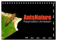 Produktbild: AntsNature - Faszination Ameisen (Tischkalender 2026 DIN A5 quer), CALVENDO Monatskalender