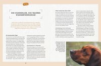 Nie mehr Stress mit meinem jagenden Hund