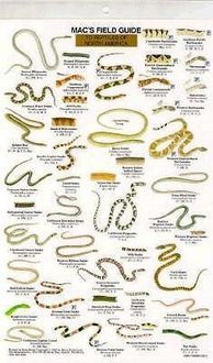 Produktbild: Mac's Field Guides: North American Reptiles