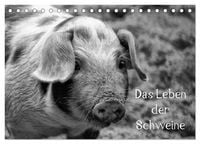 Produktbild: Das Leben der Schweine (Tischkalender 2026 DIN A5 quer), CALVENDO Monatskalender