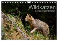 Produktbild: Wildkatzen - scheue Samtpfoten (Wandkalender 2026 DIN A4 quer), CALVENDO Monatskalender