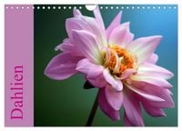 Produktbild: Dahlien (Wandkalender 2027 DIN A4 quer), CALVENDO Monatskalender