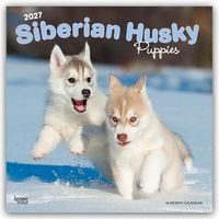 Produktbild: Siberian Husky Puppies &ndash; Siberian Husky Welpen 2027 &ndash; 16-Monatskalender