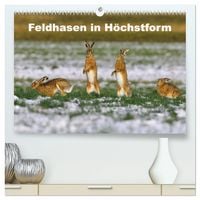Produktbild: Feldhasen in H&ouml;chstform (hochwertiger Premium Wandkalender 2027 DIN A2 quer), Kunstdruck in Hochglanz