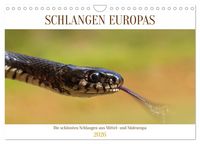 Produktbild: Schlangen Europas (Wandkalender 2026 DIN A4 quer), CALVENDO Monatskalender
