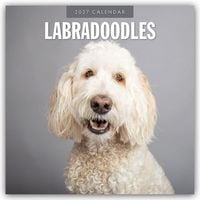 Produktbild: Labradoodles &ndash; Labradoodle 2027 &ndash; 16-Monatskalender