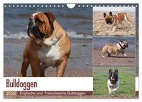 Produktbild: Bulldoggen - Englische und Franz&ouml;sische Bulldoggen (Wandkalender 2026 DIN A4 quer), CALVENDO Monatskalender