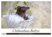 Produktbild: Chihuahua-Babys - Amy und Angel im Studio (Wandkalender 2026 DIN A2 quer), CALVENDO Monatskalender
