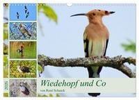 Produktbild: Wiedehopf und Co - von Ren&eacute; Schaack (Wandkalender 2026 DIN A3 quer), CALVENDO Monatskalender