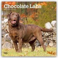 Produktbild: Chocolate Labrador Retriever &ndash; Brauner Labrador Retriever 2027 &ndash; 16-Monatskalender