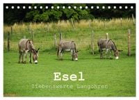 Produktbild: Esel - liebenswerte Langohren (Tischkalender 2026 DIN A5 quer), CALVENDO Monatskalender
