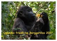 Produktbild: Ugandas friedliche Berggorillas (Wandkalender 2027 DIN A2 quer), CALVENDO Monatskalender