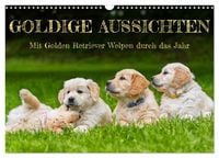 Produktbild: Goldige Aussichten - Mit Golden Retriever Welpen durch das Jahr (Wandkalender 2026 DIN A3 quer), CALVENDO Monatskalender