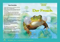 Produktbild: Natur-Kamishibai / Der Frosch