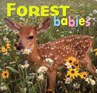 Produktbild: Forest Babies