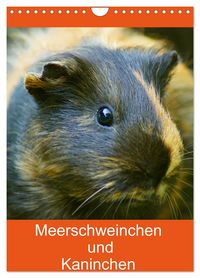 Produktbild: Meerschweinchen und Kaninchen Familienplaner (Wandkalender 2026 DIN A4 hoch), CALVENDO Monatskalender