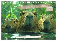 Produktbild: Capybaras im Alltag - Ein Jahr voller Abenteuer (Wandkalender 2026 DIN A4 quer), CALVENDO Monatskalender
