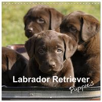 Produktbild: Labrador Retriever Puppies (Wall Calendar 2026 12 &times; 12 Inch) CALVENDO 12 Month Wall Calendar
