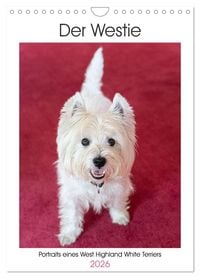 Produktbild: Der Westie - Portrait eines West Highland White Terriers (Wandkalender 2026 DIN A4 hoch), CALVENDO Monatskalender