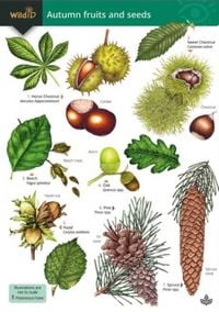 Produktbild: Autumn fruits and seeds