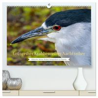 Produktbild: Gr&uuml;nreiher - Krabbenreiher - Nachtreiher (hochwertiger Premium Wandkalender 2026 DIN A2 quer), Kunstdruck in Hochglanz