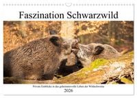 Produktbild: Faszination Schwarzwild (Wandkalender 2026 DIN A3 quer), CALVENDO Monatskalender